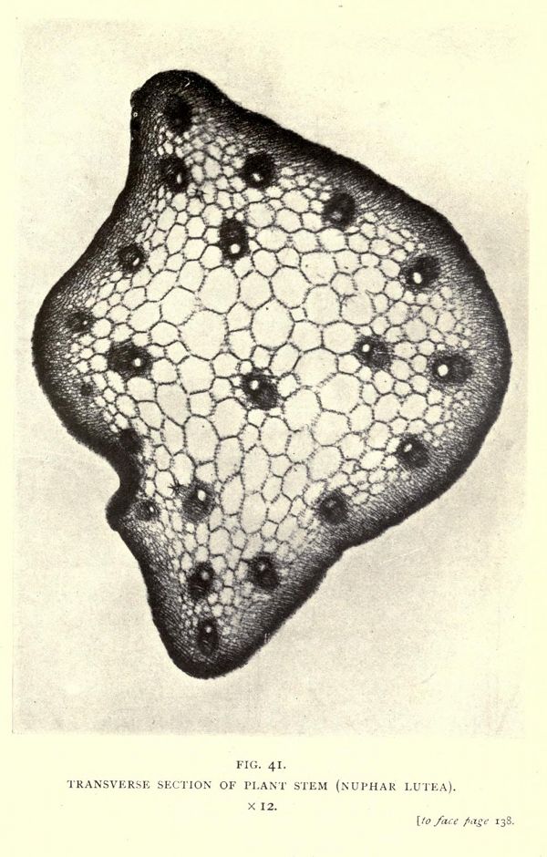 A detailed black and white botanical illustration of a transverse section of a plant stem (Nymphaea lutea). The stem section is polygonal in shape and filled with a network of small, polygonal cells. Scattered throughout are darker, circular vascular bundles.