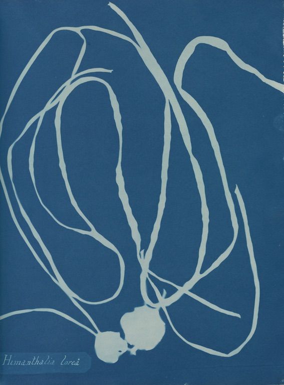 cyanotype botanical illustration of Hamanthalia lorei