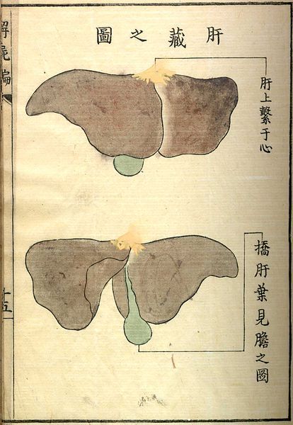 Vintage anatomical illustration of a liver and gallbladder with Chinese or Japanese text.