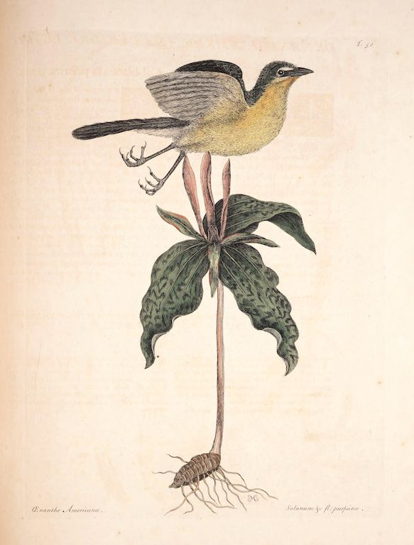 Vintage botanical illustration of a bird perched on a plant with a bulbous root system.