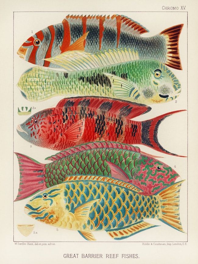 Vintage chromolithograph illustration of Great Barrier Reef fishes.
