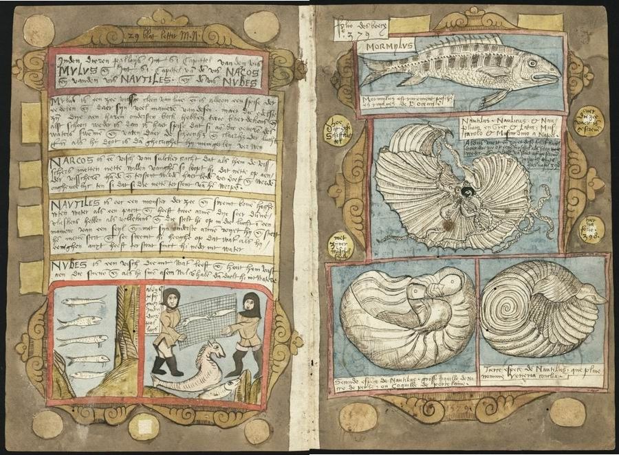 An open page from a historical book or manuscript, filled with handwritten text and illustrations of sea creatures and shells.