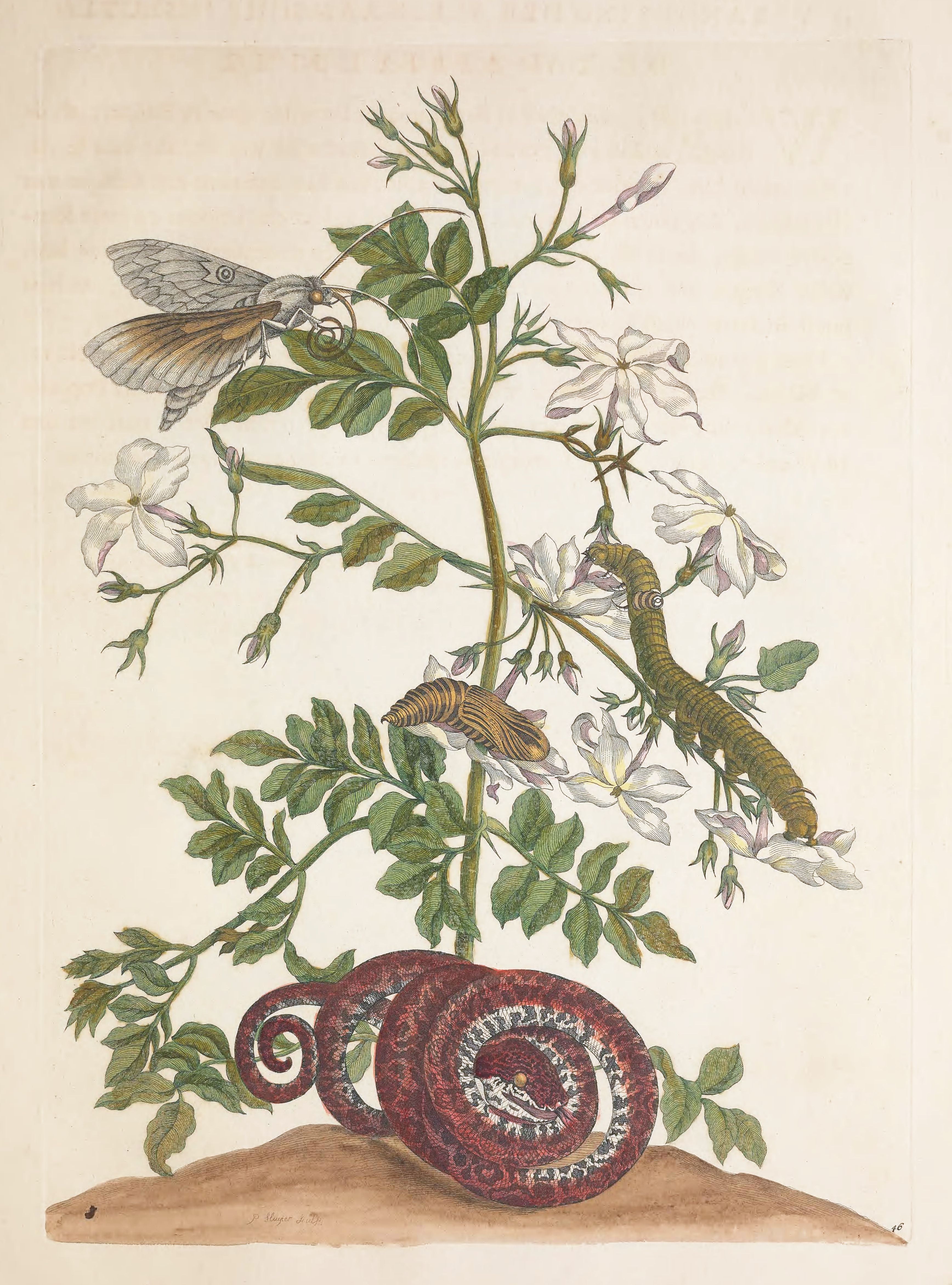 Botanical illustration of a moth's life cycle, featuring a plant with a moth, caterpillars, chrysalis, and snail shell.