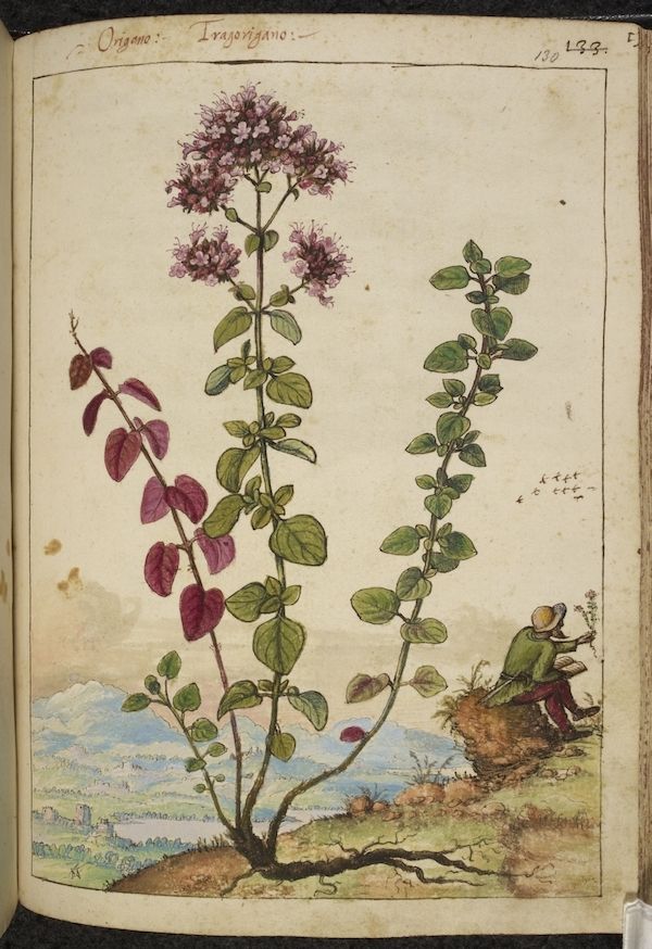 Botanical illustration of oregano plant with handwritten text and a miniature landscape.