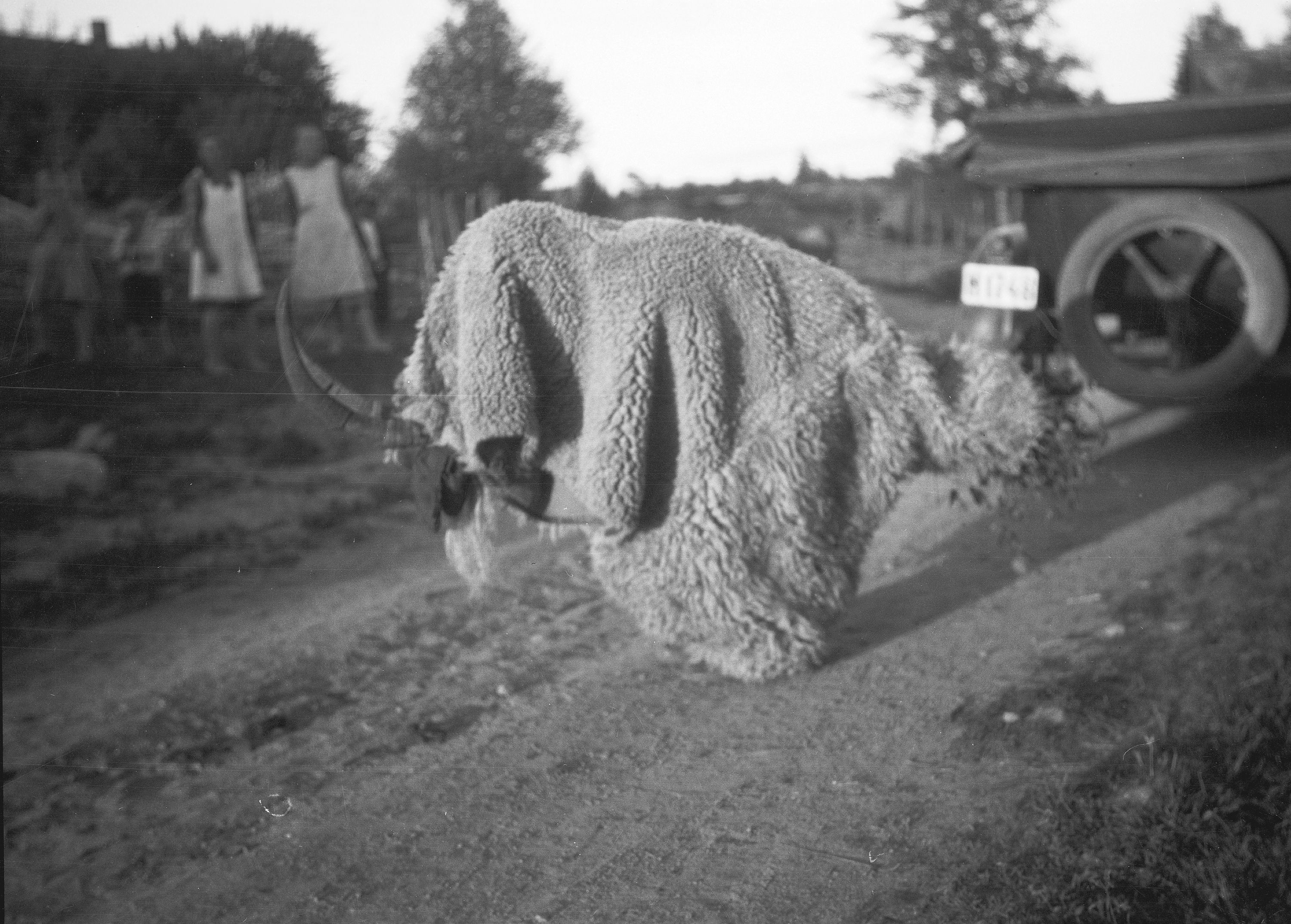 A black and white photograph of a sheep being sheared in a rural setting.