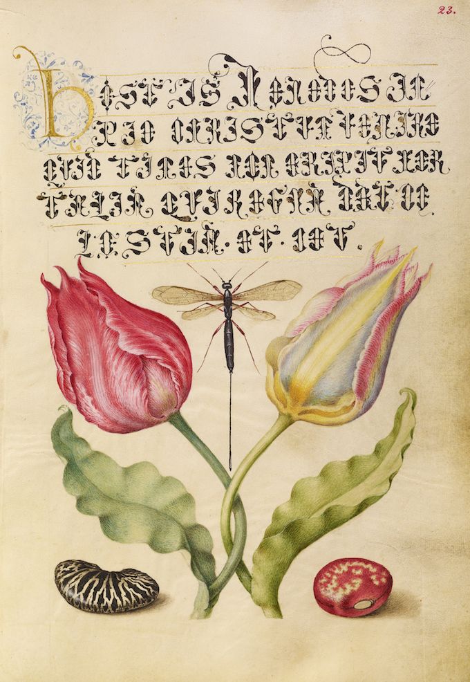 A detailed illustration of two tulips with a dragonfly between them, a snail shell, and a fruit, accompanied by ornate calligraphic text.