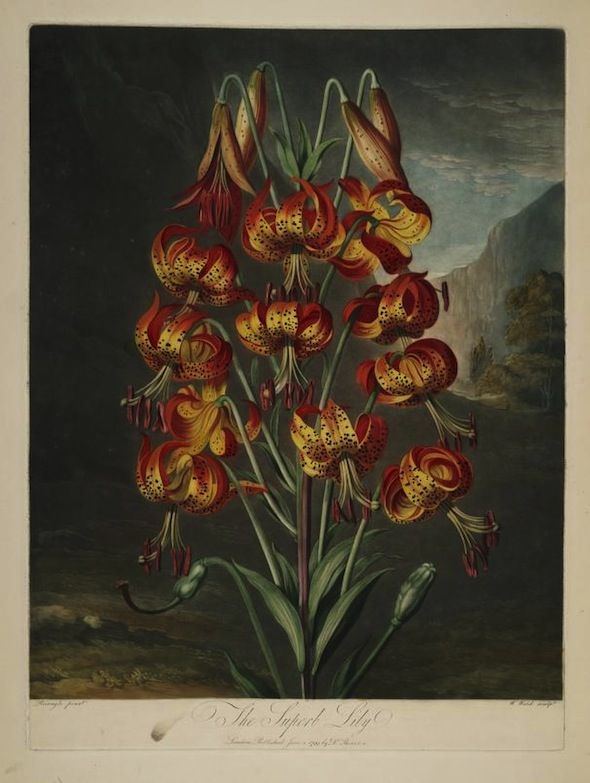 Vintage botanical illustration of a Tiger Lily with orange speckled flowers and a mountain landscape background.