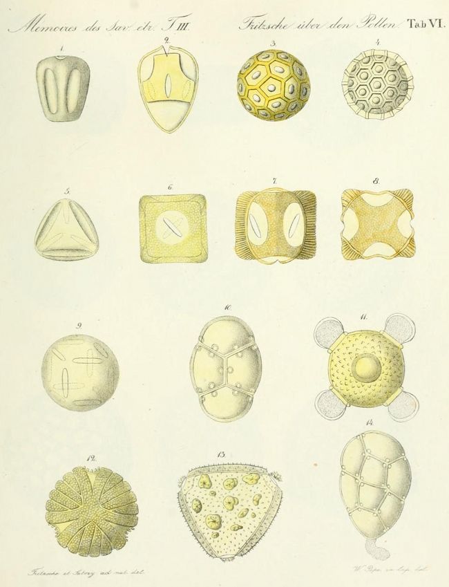 Vintage botanical illustration of 14 different pollen grain shapes in a grid, with detailed line drawings and German text.