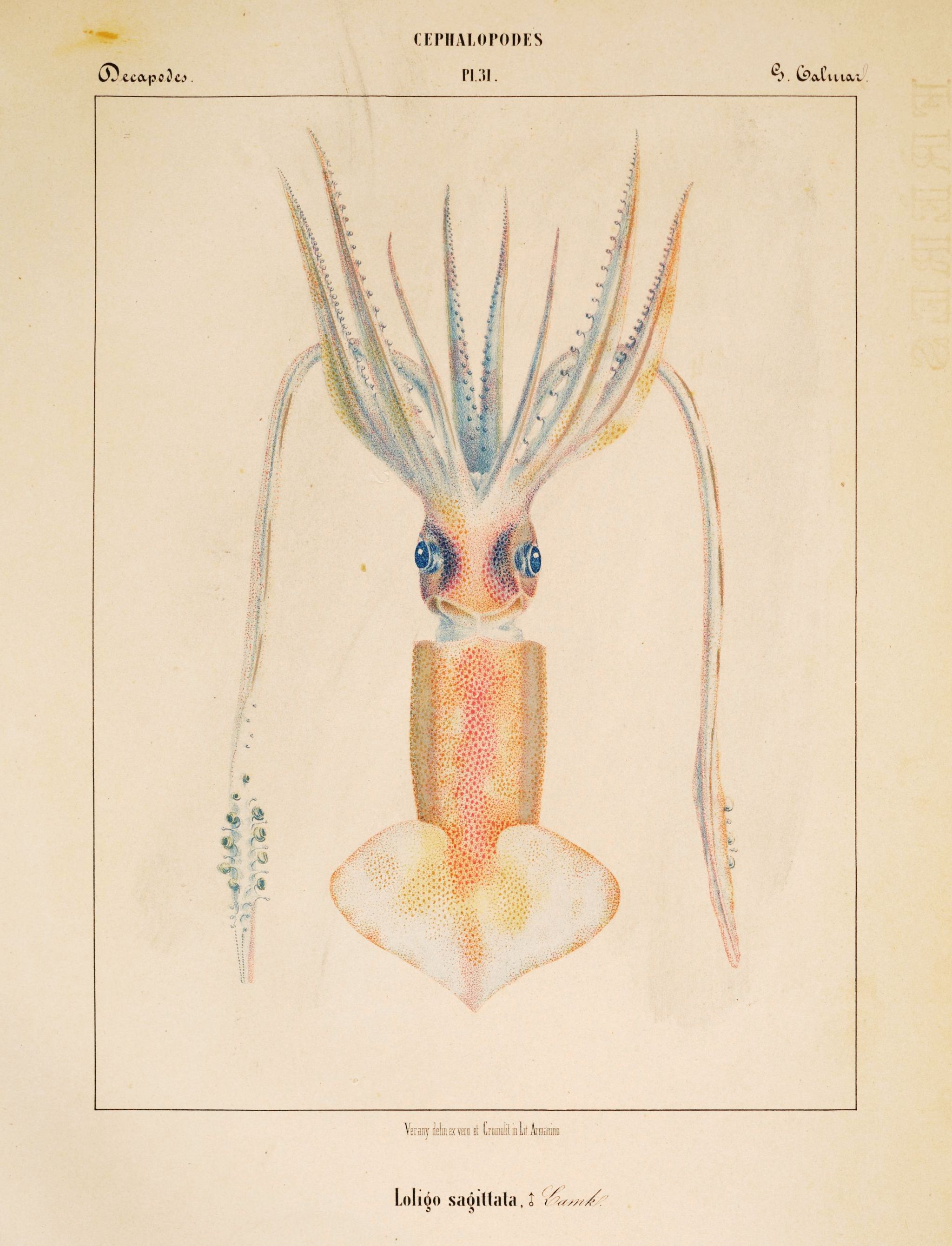 Vintage scientific illustration of a cephalopod with tentacles and large eyes.
