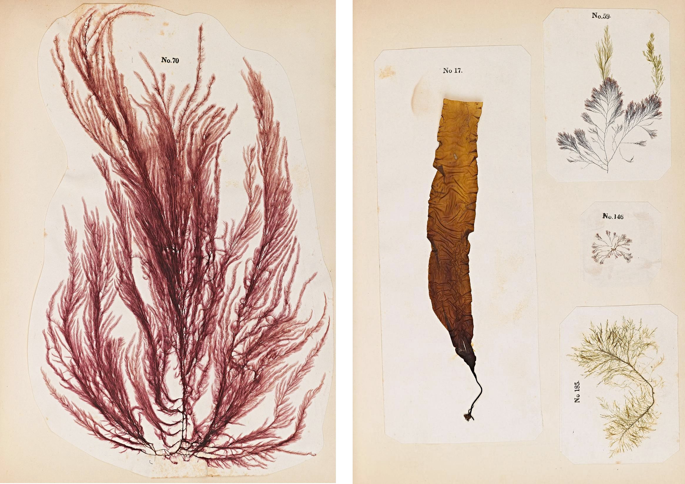 Two panels of a herbarium sheet featuring pressed seaweed specimens.
