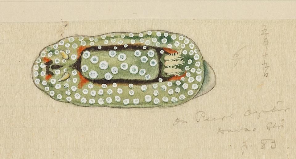 A vintage hand-drawn illustration of a sea slug with a pale green body covered in white spots and dark bands.