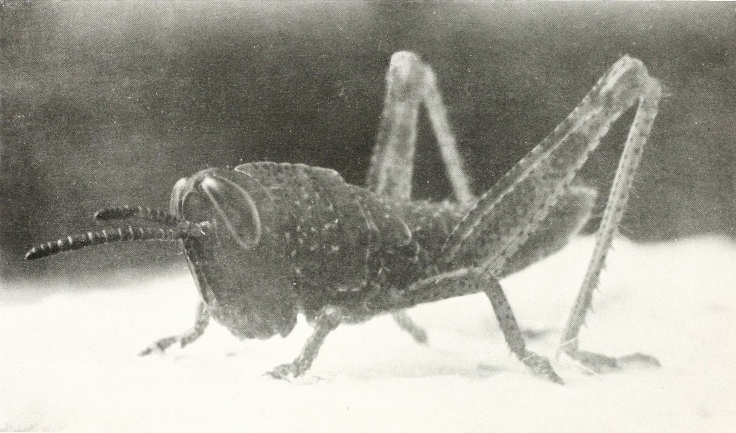 A black and white photograph of a grasshopper.