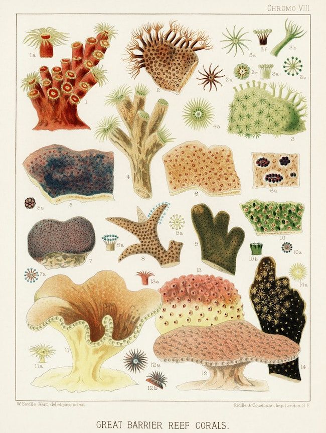Vintage chromolithograph illustration of Great Barrier Reef corals, featuring a variety of species in vibrant colors and detailed scientific style.