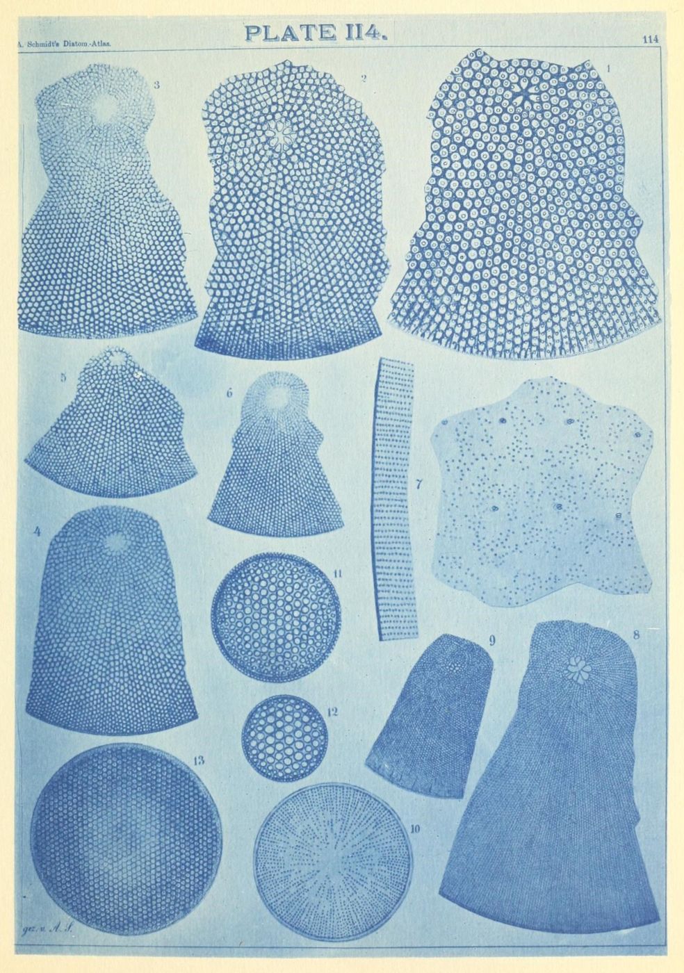 A vintage scientific illustration of various diatom species, rendered in cyanotype or blueprint style, with detailed diagrams of their silica shells.