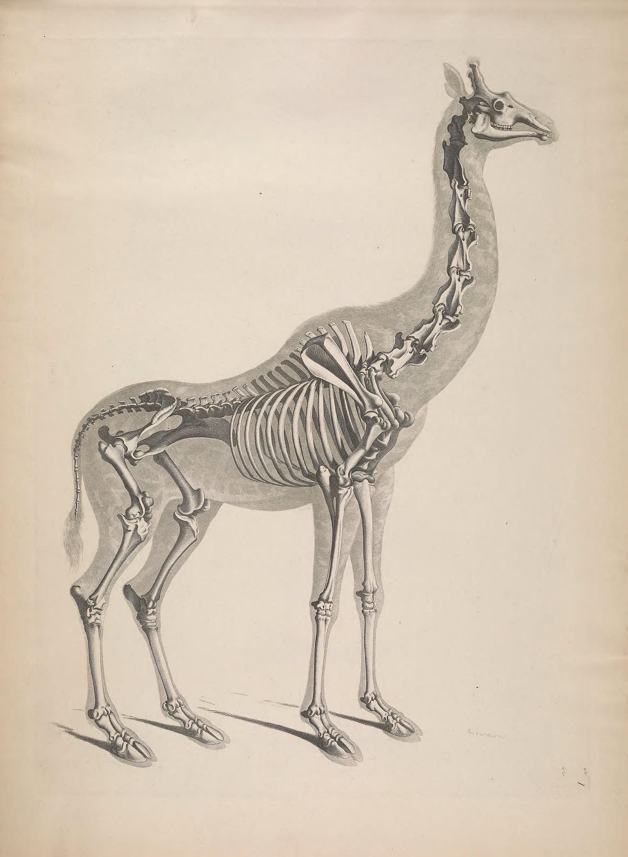 Vintage illustration of a giraffe skeleton in a side view, showcasing the complete skeletal structure of the animal.