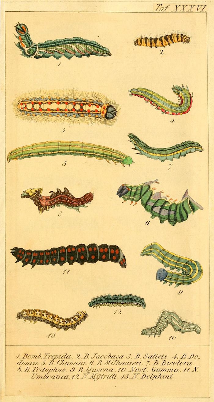 A vintage botanical illustration of thirteen different caterpillars, each meticulously detailed with varying colors and patterns, arranged in a grid-like pattern on a cream-colored background.