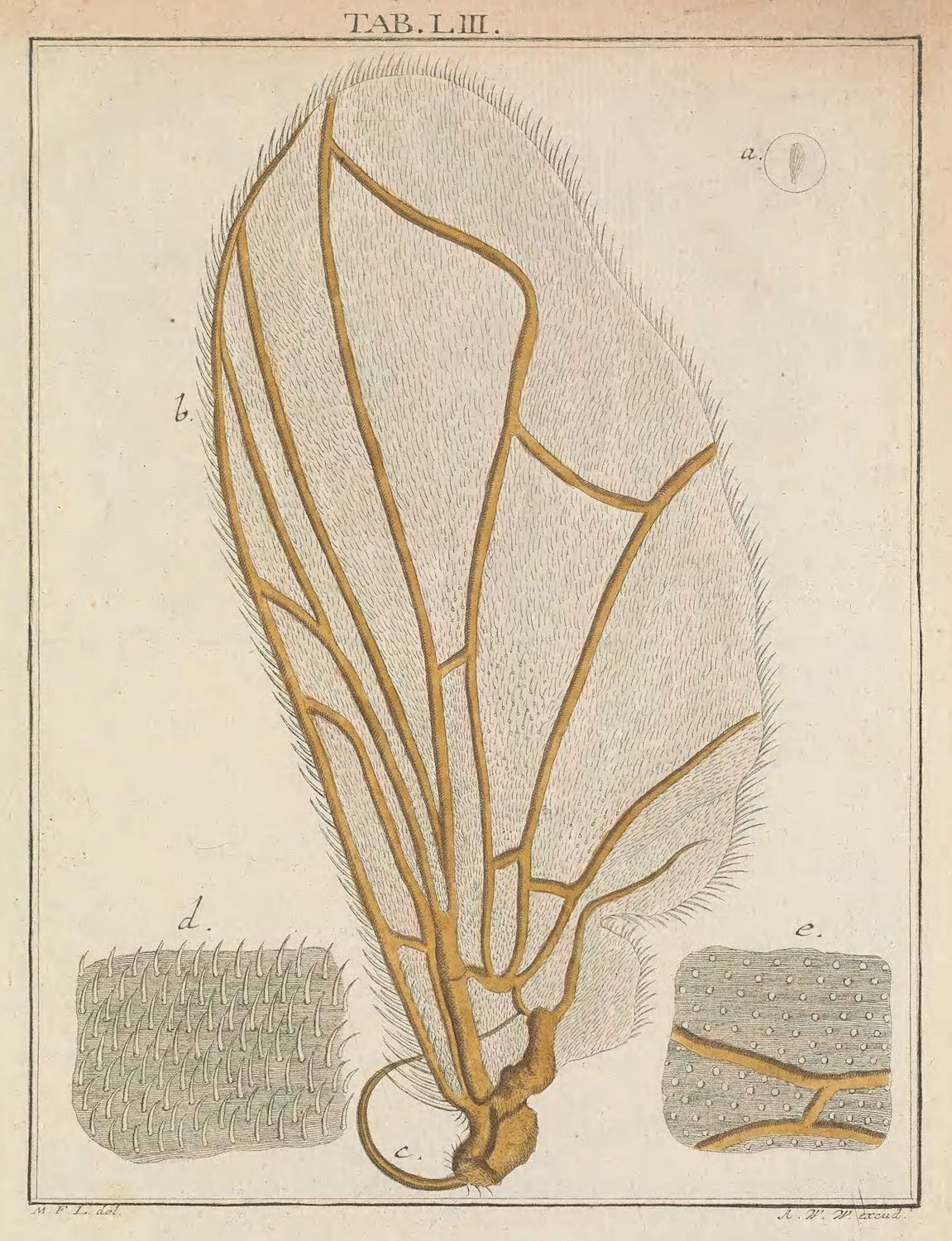 Vintage scientific illustration of a feather with detailed insets showing its structure.