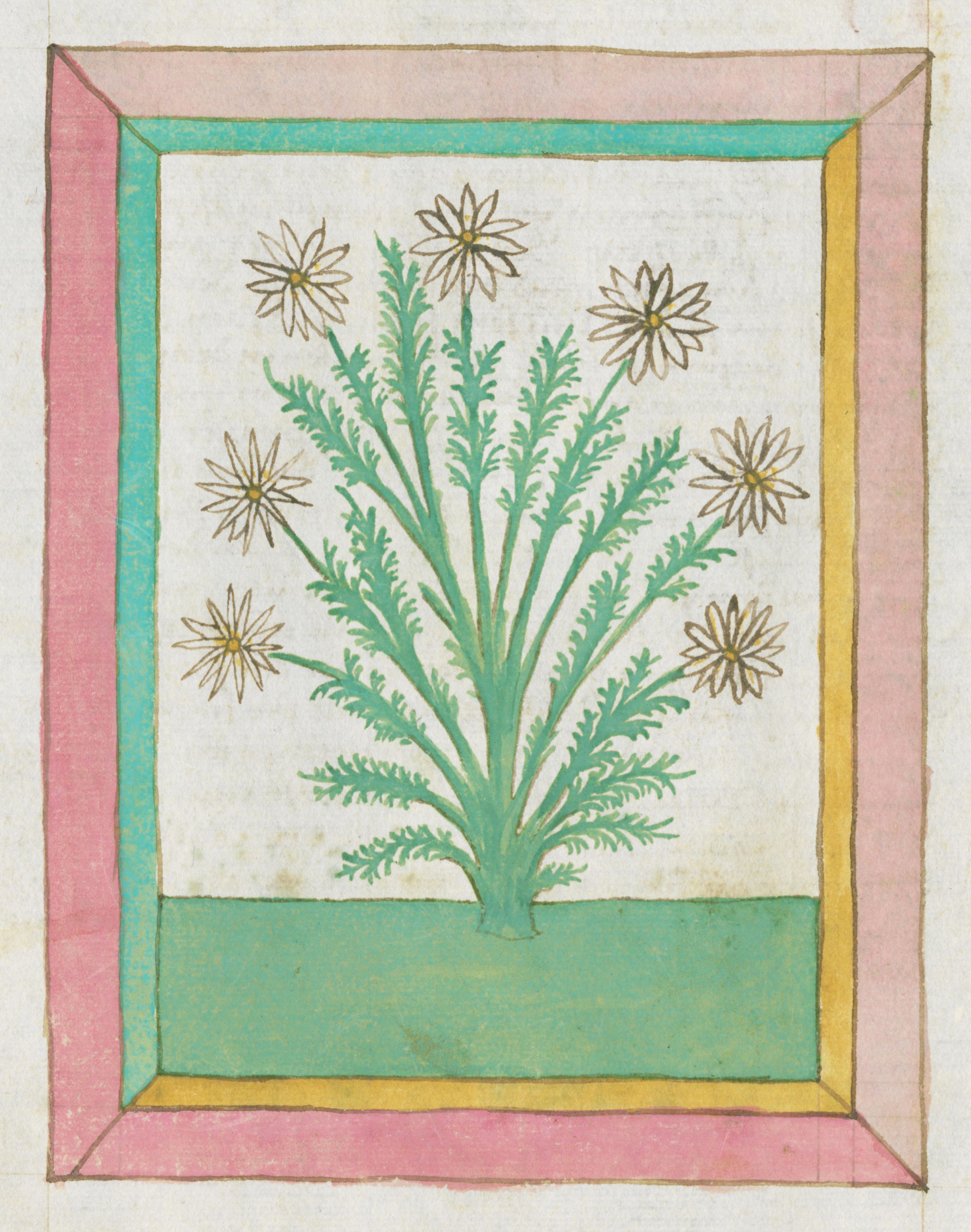 A vintage botanical illustration of a plant with delicate, feathery leaves and small, daisy-like flowers, set within a decorative pink, blue, and yellow border.