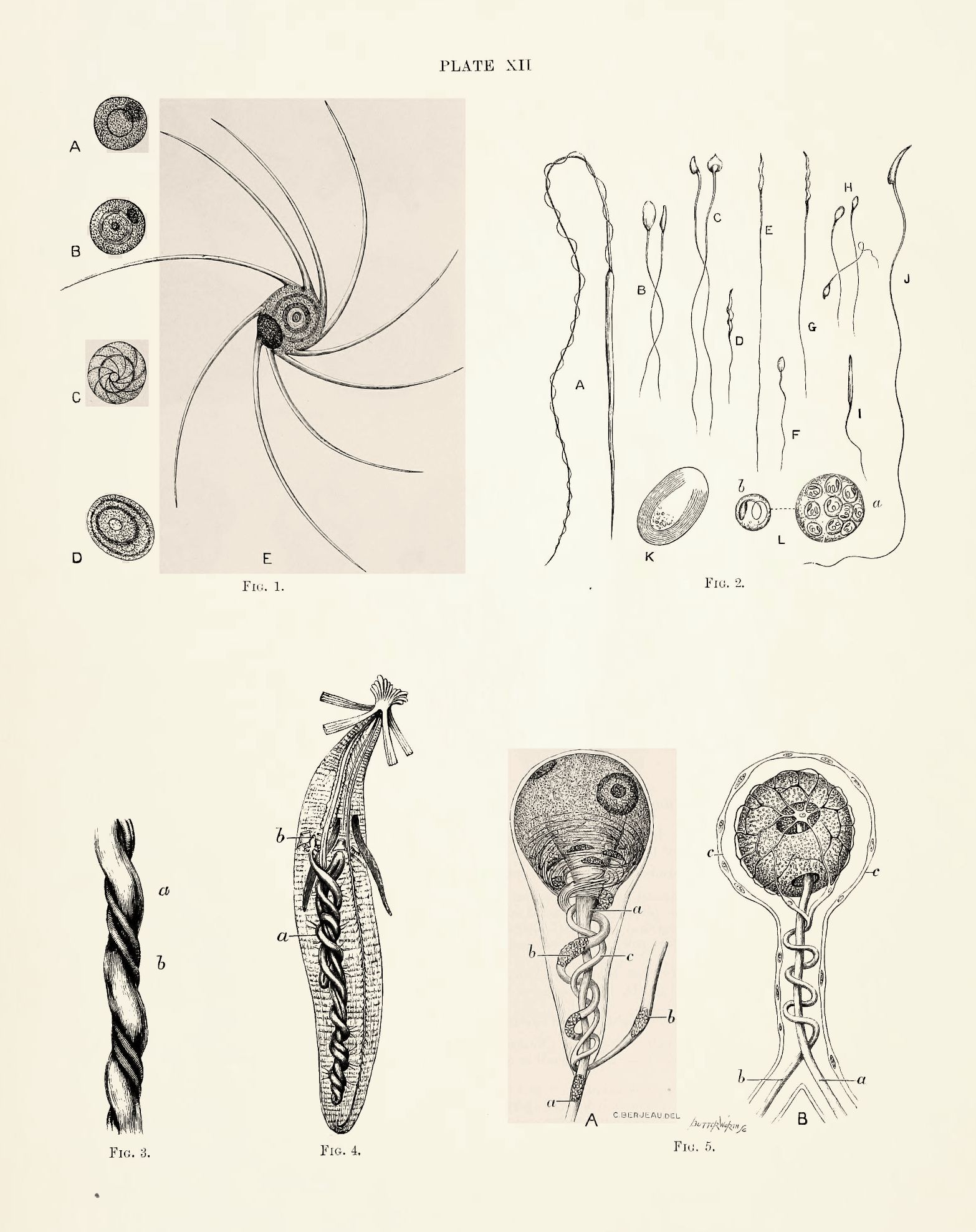 A vintage scientific illustration labeled 'Plate XII' depicting various stages and forms of microscopic organisms.