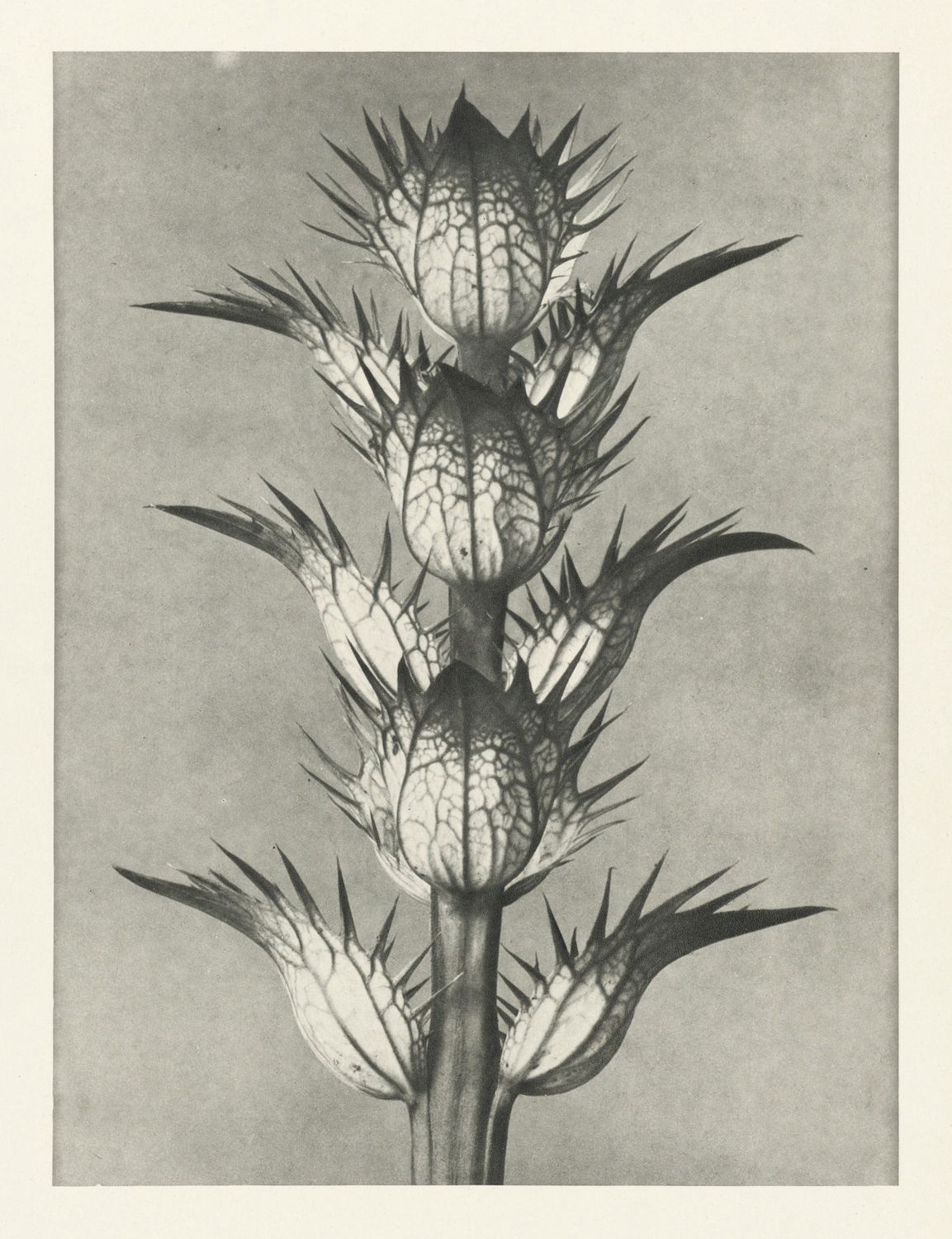Vintage botanical illustration of a thistle plant with spiky flower heads and a cracked texture.