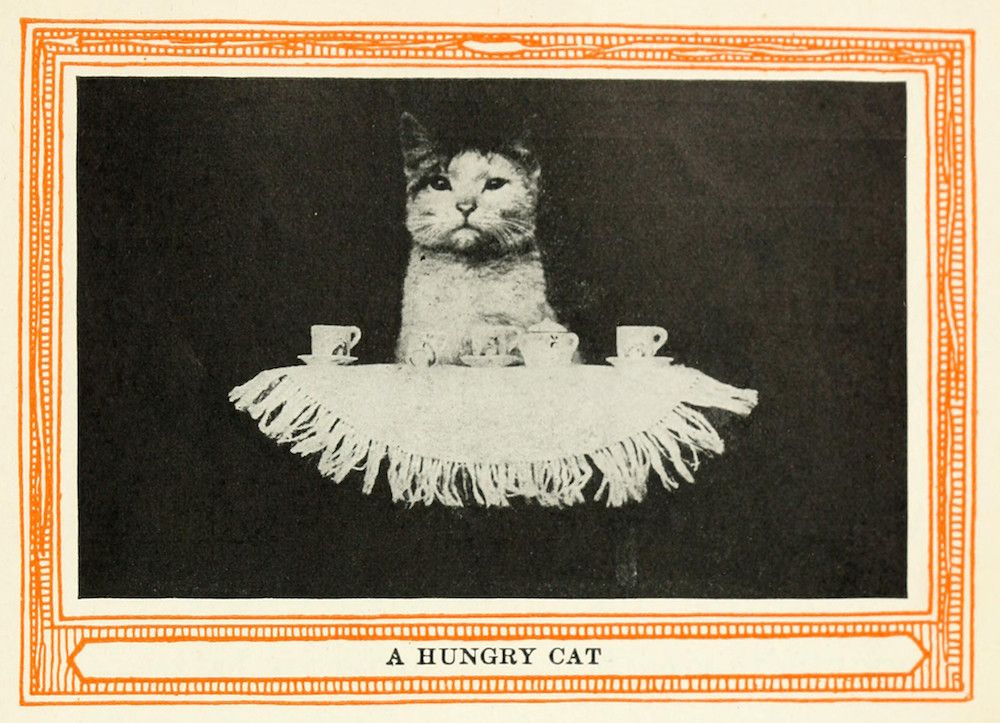 A vintage illustration of a cat sitting at a table with a cup and plate of food, labeled 'A HUNGRY CAT'.
