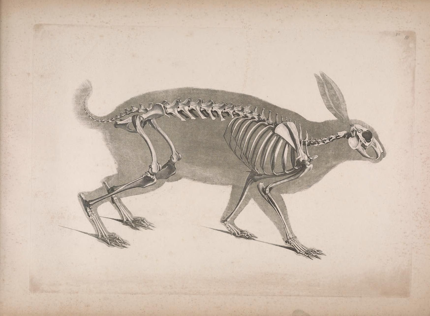 Vintage anatomical illustration of a rabbit with a combination of flesh and skeletal structure.
