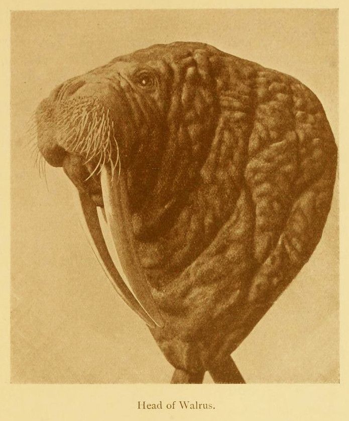 A sepia-toned illustration of a walrus head with prominent tusks and whiskers.