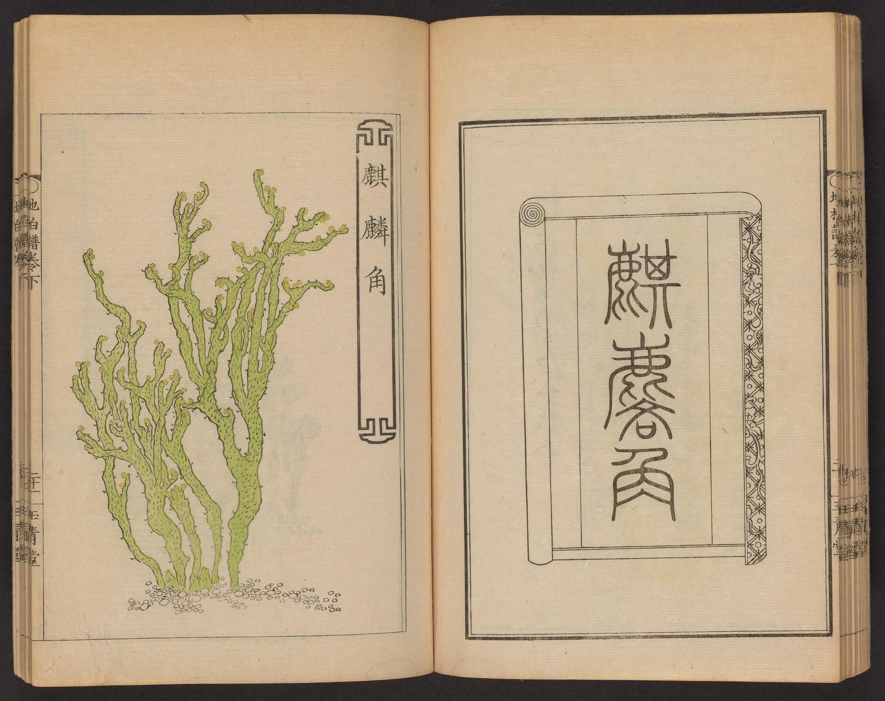 Open book with botanical illustration and Chinese text.