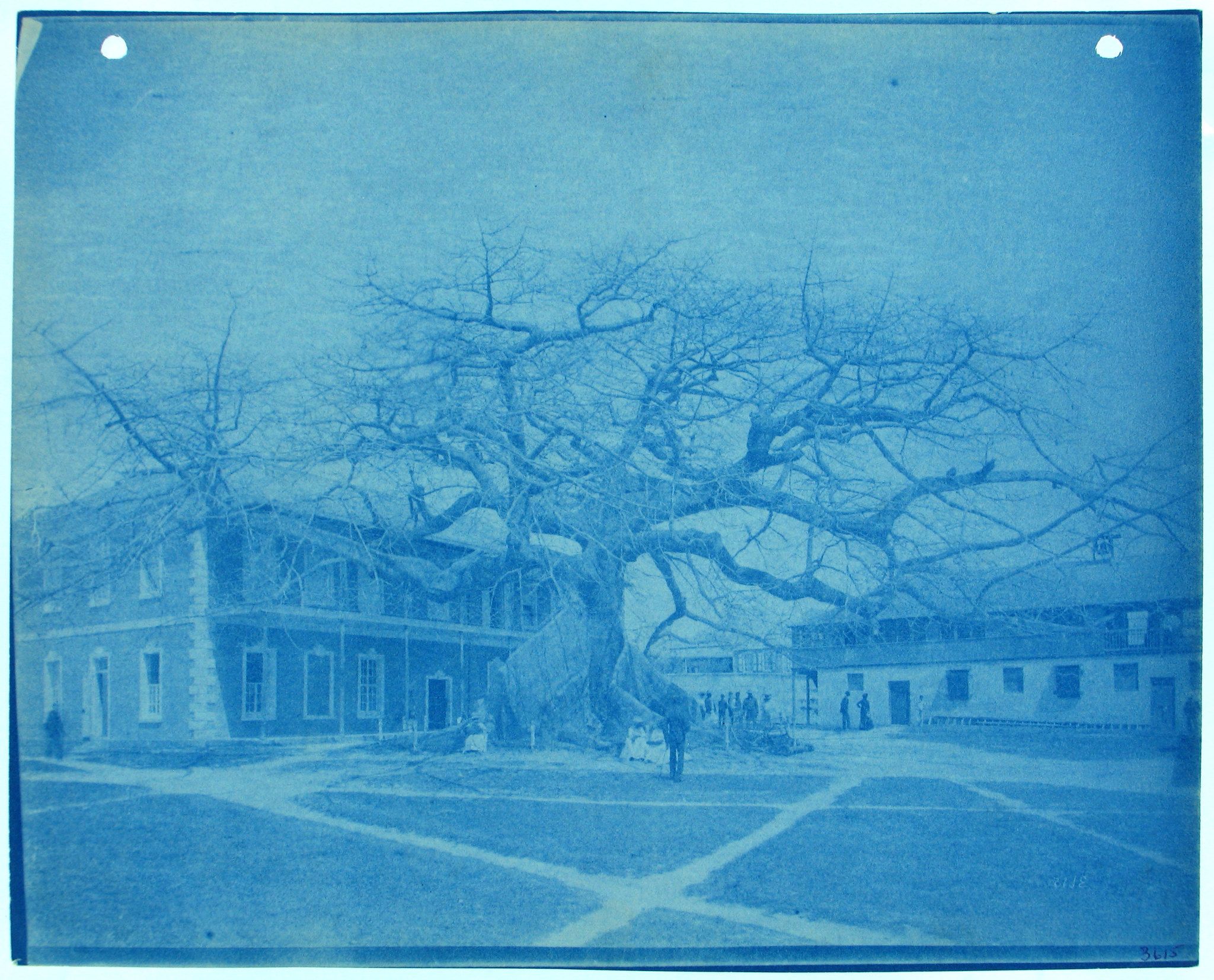 A cyanotype photograph of a historic campus scene with a large tree, buildings, and people.
