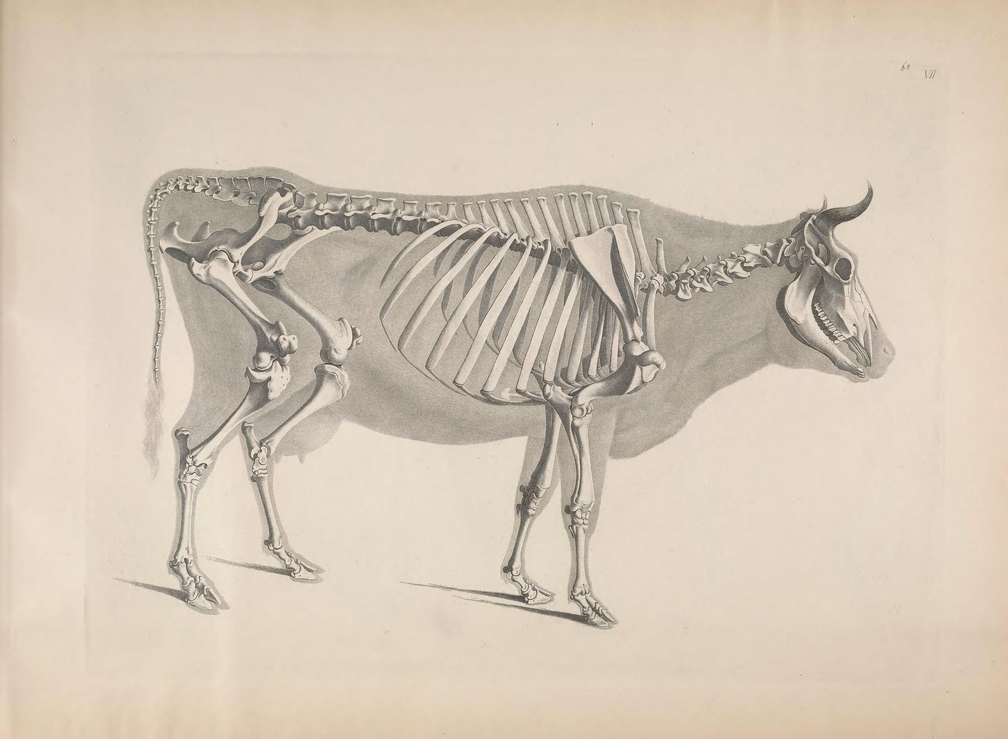Vintage anatomical illustration of a cow skeleton in side view.