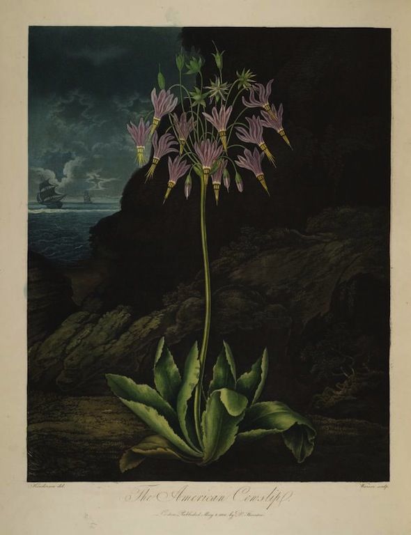 Vintage botanical illustration of a purple cowslip plant against a dark cliff and ocean landscape.