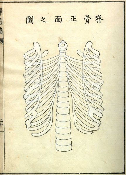 Vintage anatomical illustration of a human rib cage with spine, clavicle, and scapula, with East Asian text above.