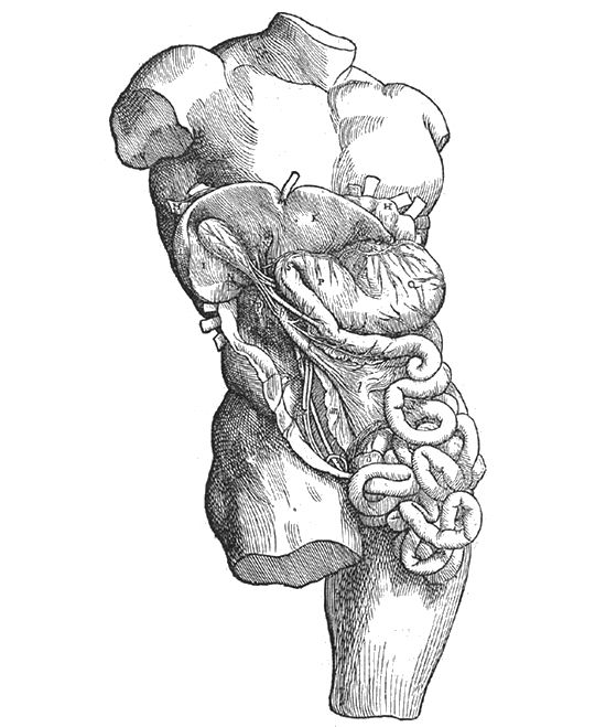 Vintage anatomical illustration of the human digestive system, showing the stomach, intestines, liver, spleen, pancreas, kidney, and bladder.