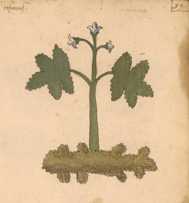 Vintage botanical illustration of a plant with lobed leaves and blue flowers.