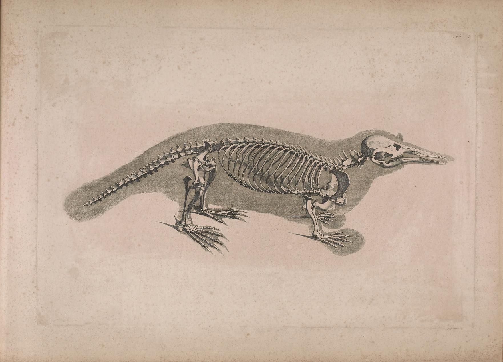 Vintage illustration of a platypus skeleton.