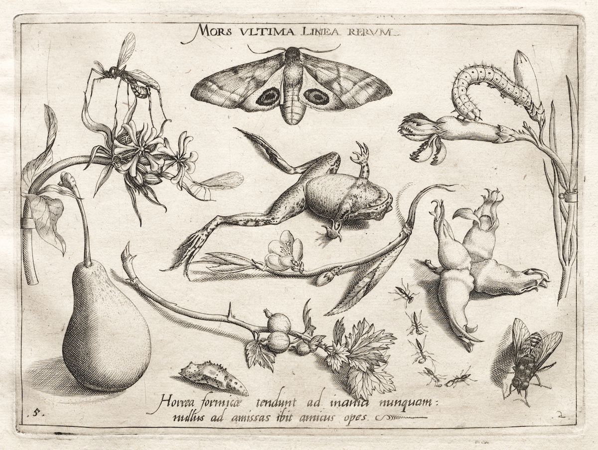 A black and white engraving depicting a still life with insects, plants, and a pear.