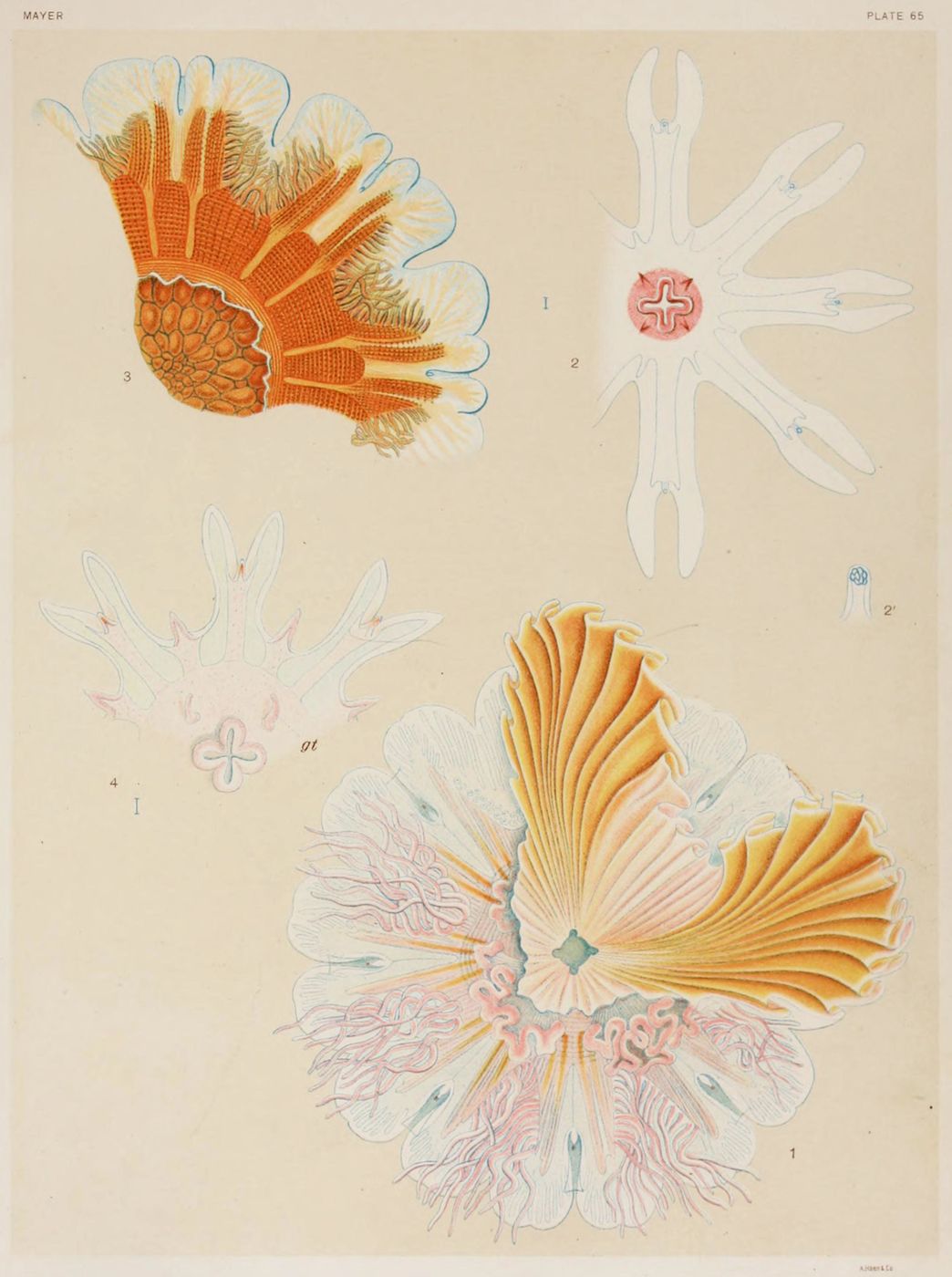 A vintage scientific illustration of various sea pens, labeled with numbers and letters, on a creamy yellow background.