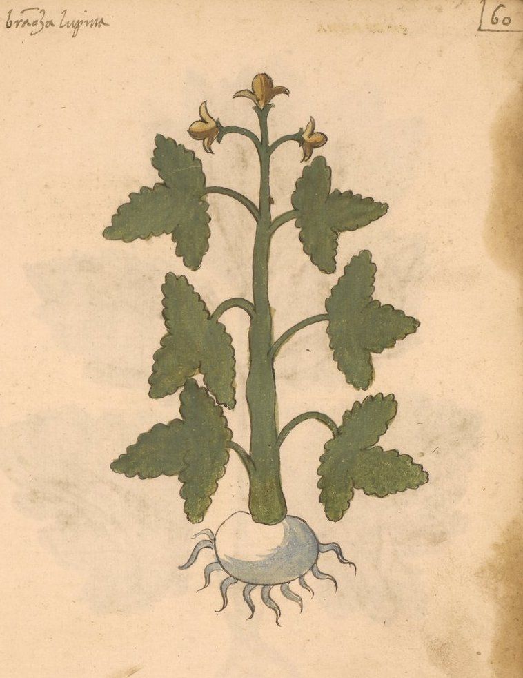 Vintage botanical illustration of a plant with a bulbous root, green leaves, and yellow flowers.