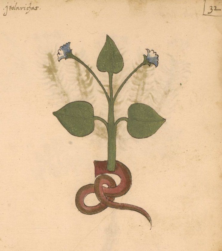 A detailed illustration of a plant with heart-shaped leaves and blue flowers, with a decorative red and white knot below, on aged parchment.