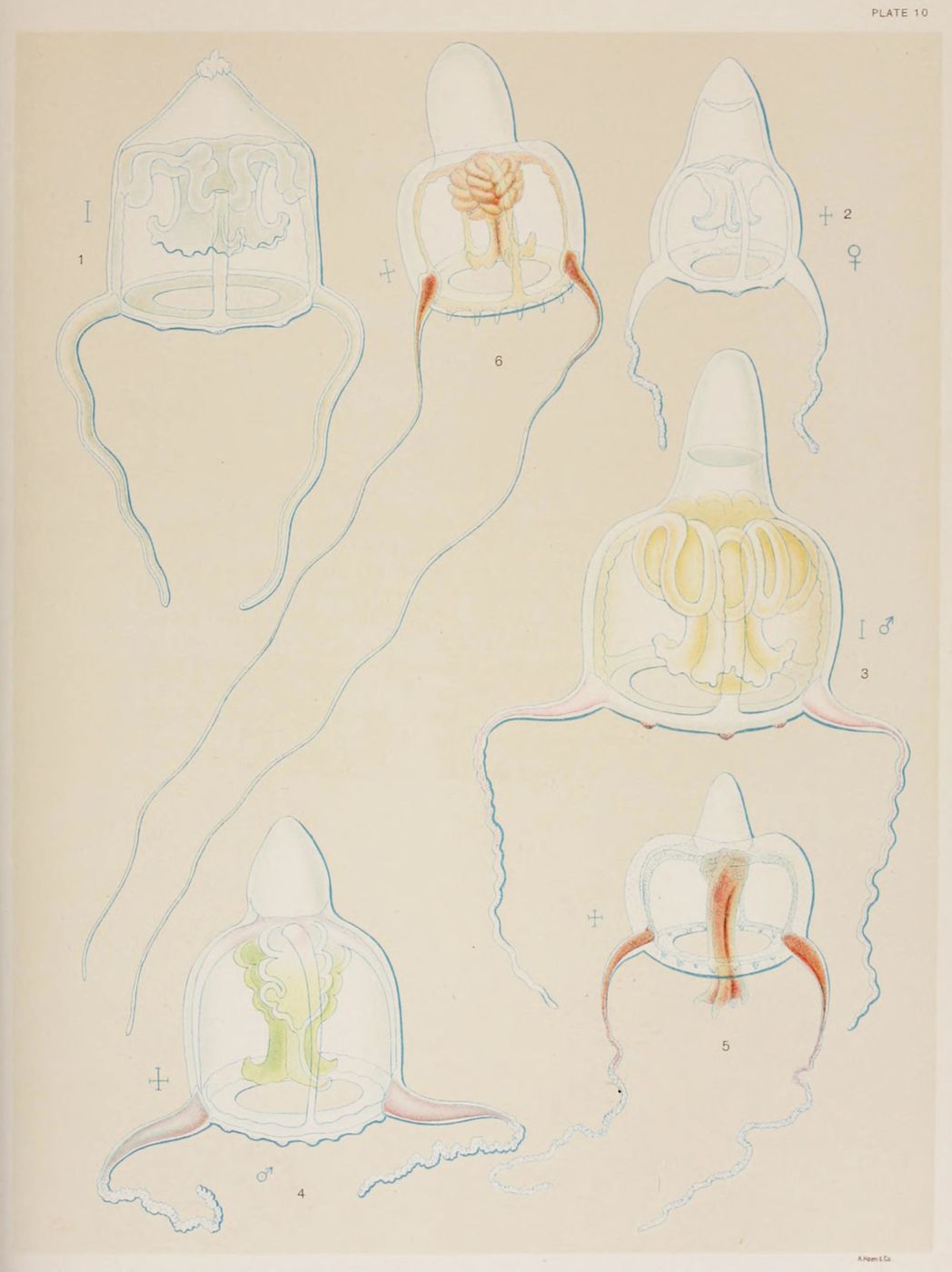 Vintage scientific illustration of squid or octopus anatomy, labeled 'Plate 10', with six detailed drawings numbered 1-6 and sex symbols.