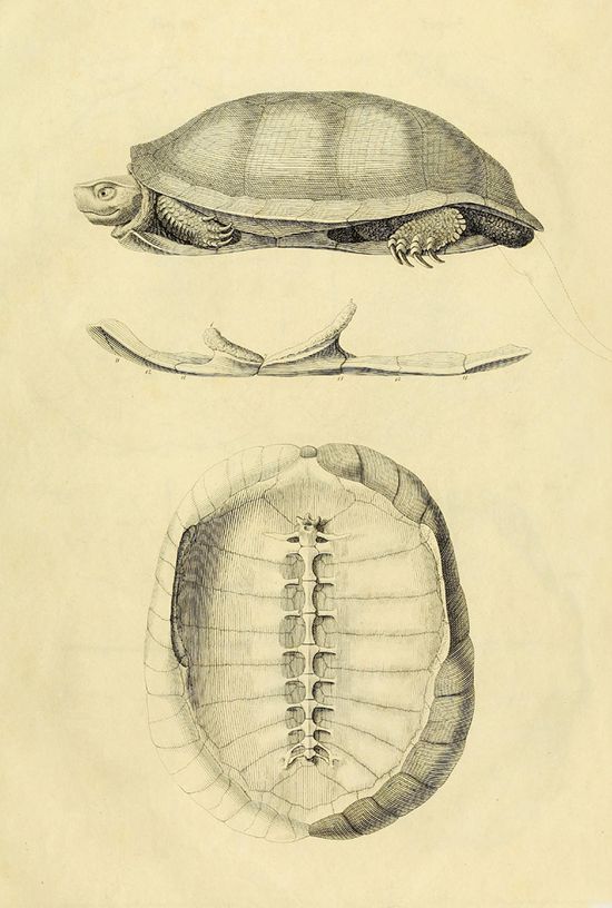 Vintage illustration of a turtle with three views: side profile, foot, and top-down shell view.