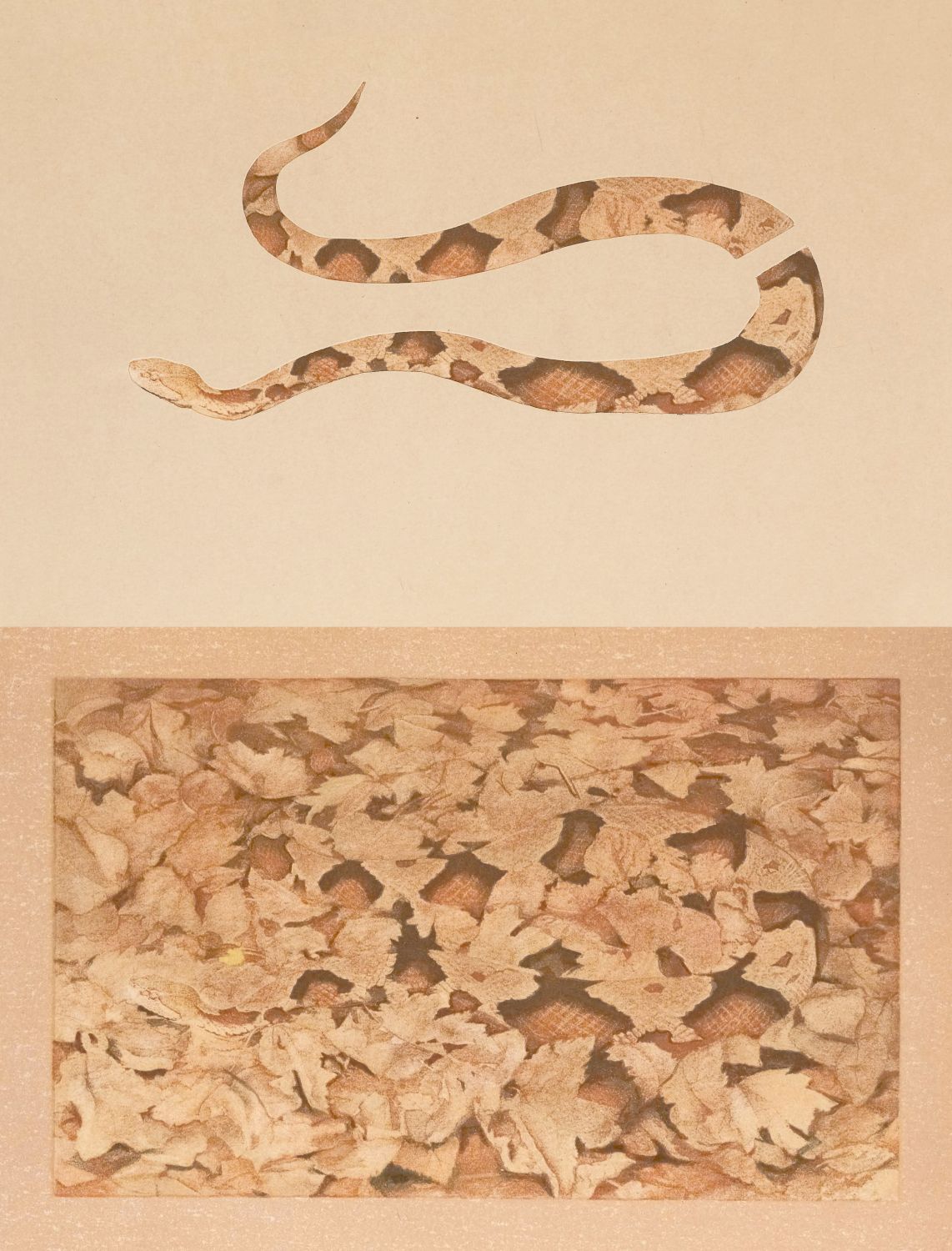 Sepia-toned image of a copperhead snake above a bed of dried leaves.