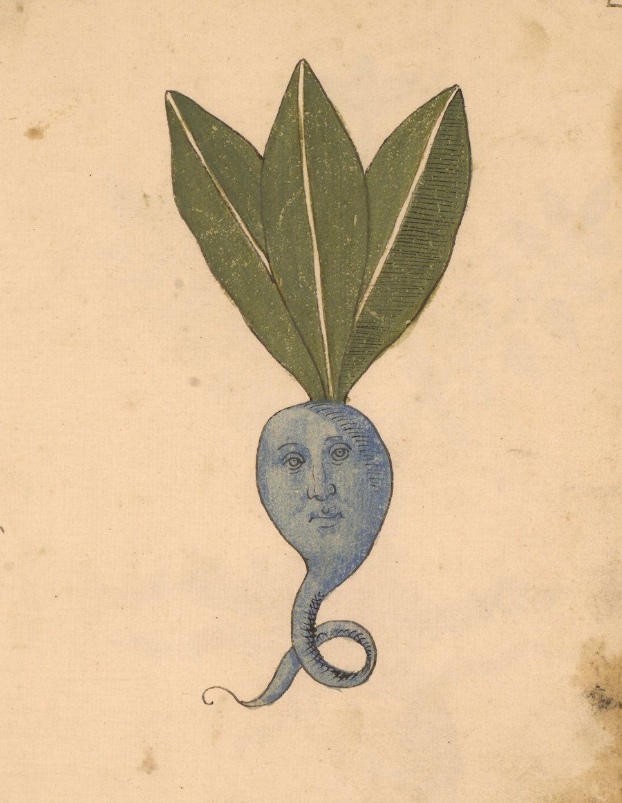 Vintage botanical illustration of a plant with a human-faced root and snake-like tail.