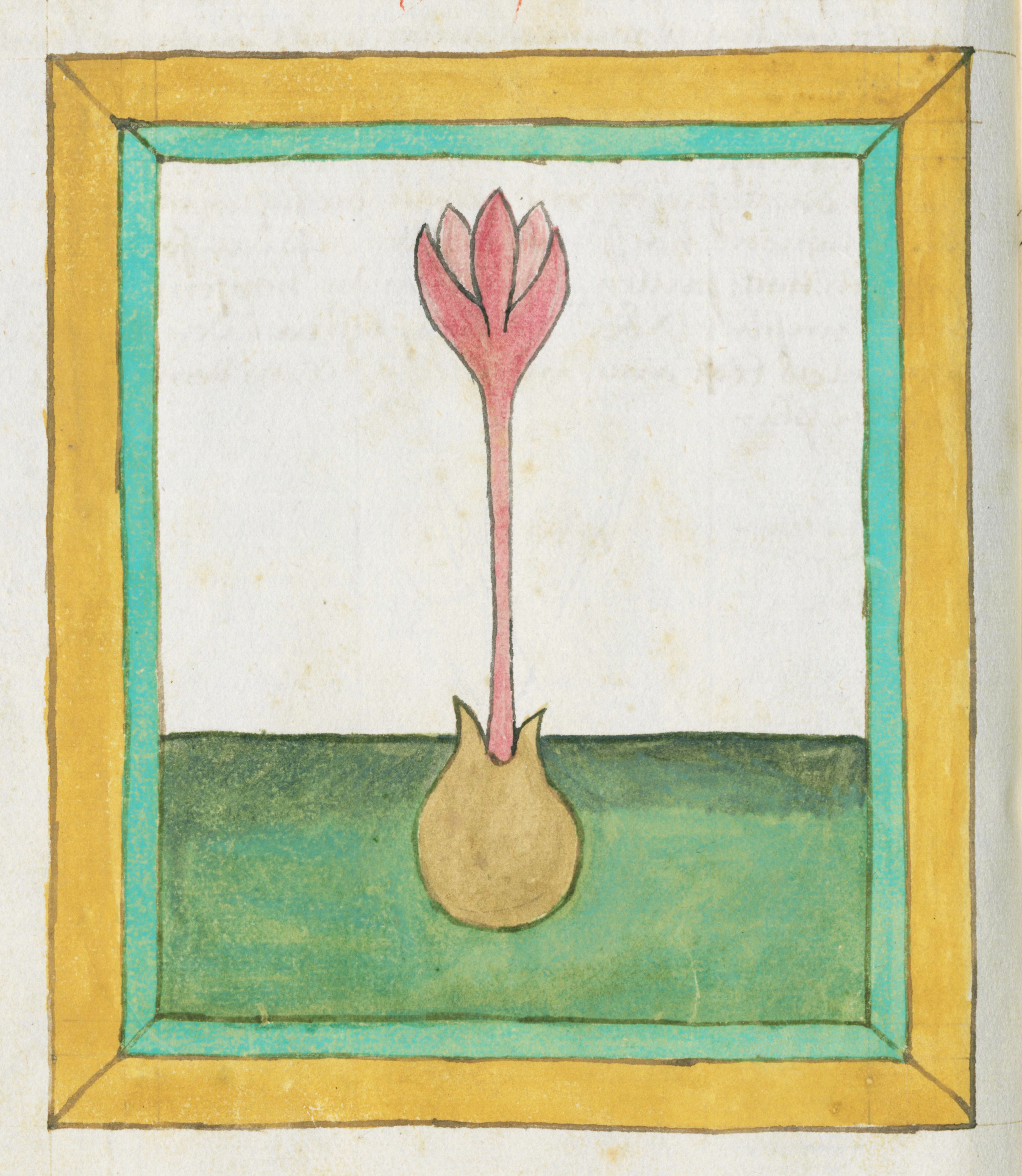 A square illustration of a pink flower with a long stem and bulbous base, set against a green background and framed by a golden-yellow and turquoise-blue border.