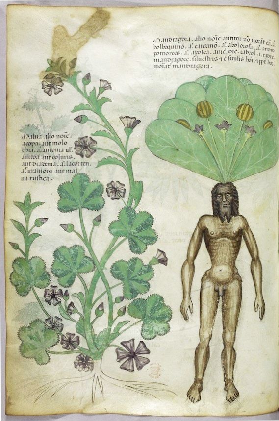 A page from a medieval manuscript depicting a plant and a human figure.