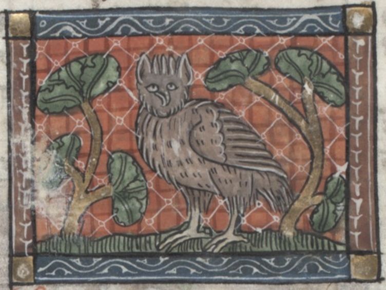 Medieval illustration of a griffin standing among plants, framed by a decorative border.