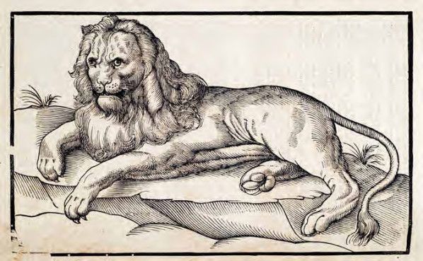 A black and white woodcut illustration of a lion lying down on a rocky ground.