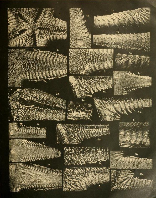 A grid of 20 black and white photographs showing close-up views of intricate patterns resembling microscopic crystals or ice formations, each labeled with a number and letter.