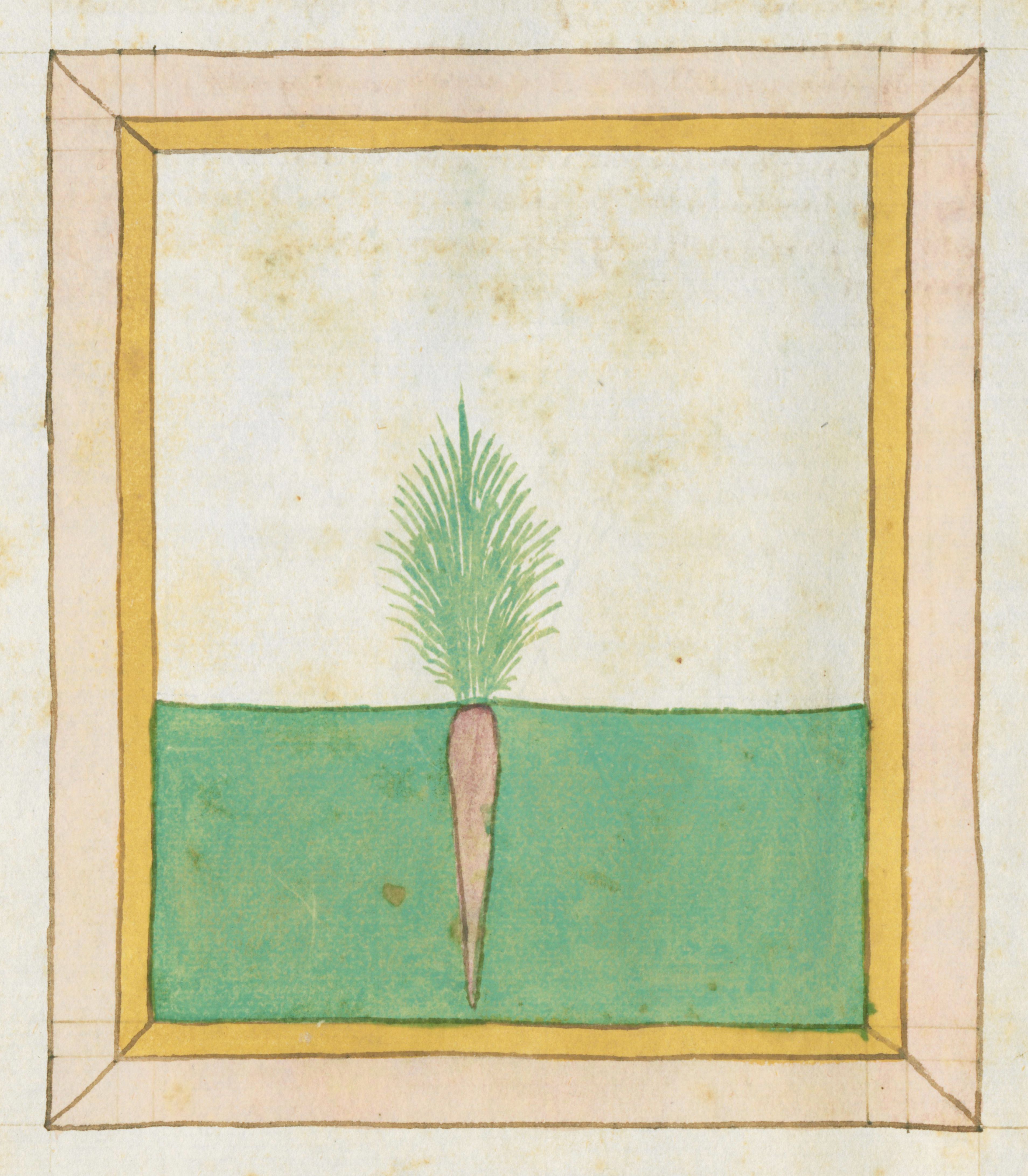 Medieval illustration of a carrot with green tops growing from a green ground, framed by a golden-yellow border.