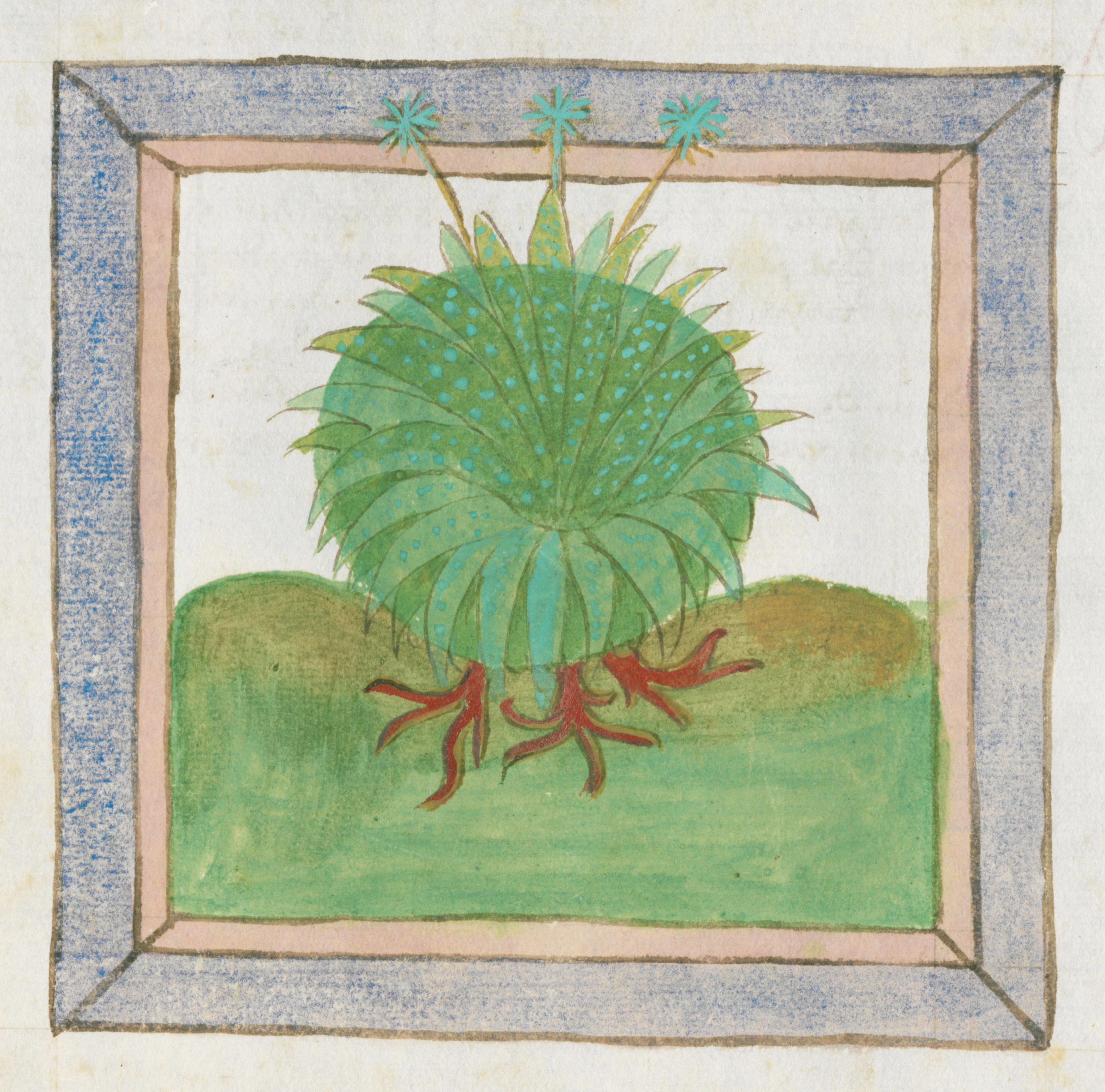 Medieval illustration of a green plant with red roots within a decorative frame.